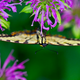 Illustration for article titled Shooting Challenge: Bugs Gallery (Part 5)